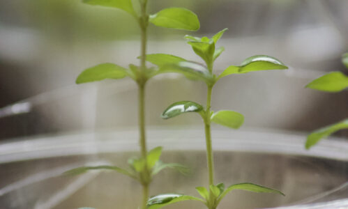 Our Mini Herb Garden